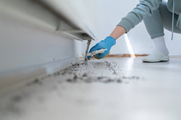 Reliable Dresden, TN Pest Control Solutions